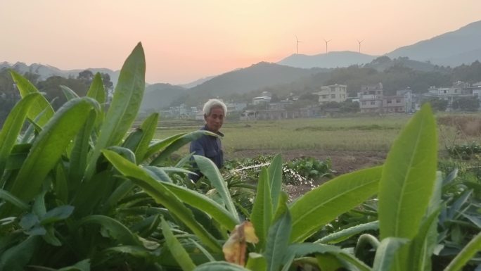 农民锄地淋菜 农民喷淋写意剪影夕阳背影