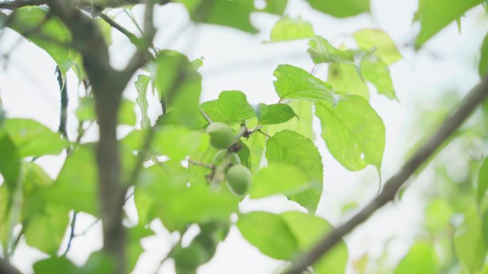 【4k】青梅果树果实树叶蓝天乡村产业