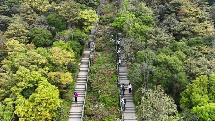 登山道