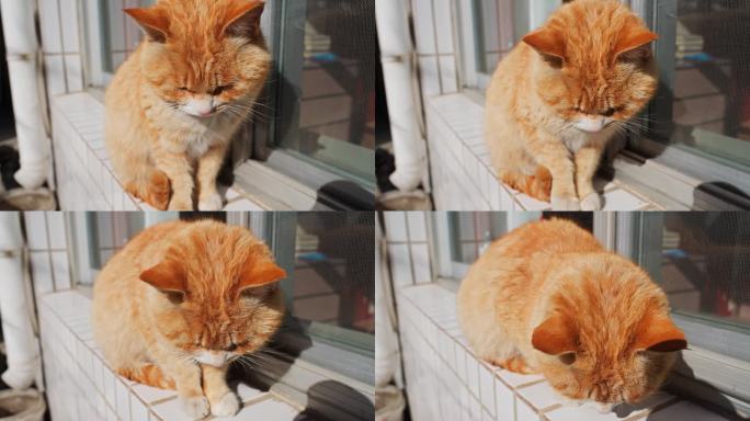 4K正版-窗台上晒太阳的小猫02