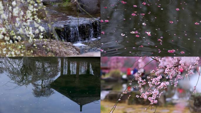 成都问花村 梅园 梅花 中景