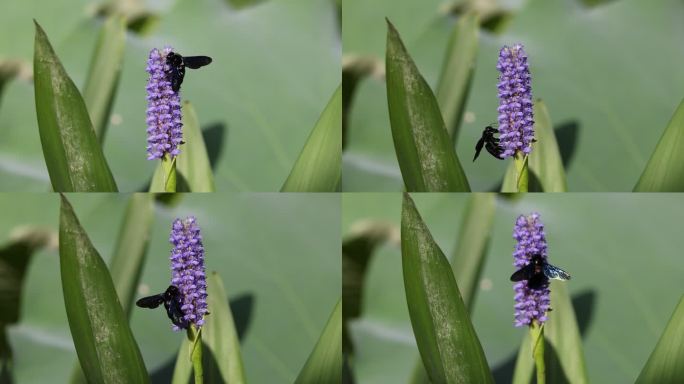 胡蜂吸食花蜜