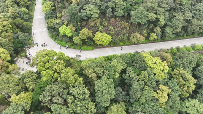 森林登山道路