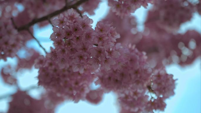 26段8K重庆南山植物园樱花实拍