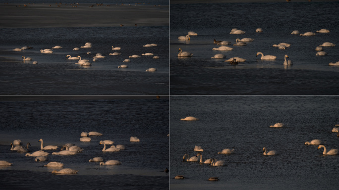 早春-冰湖黄昏-一群天鹅正忙着觅食