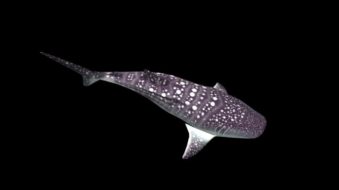 真实鱼深海鲨鱼游泳动作带通道三维动画卡通