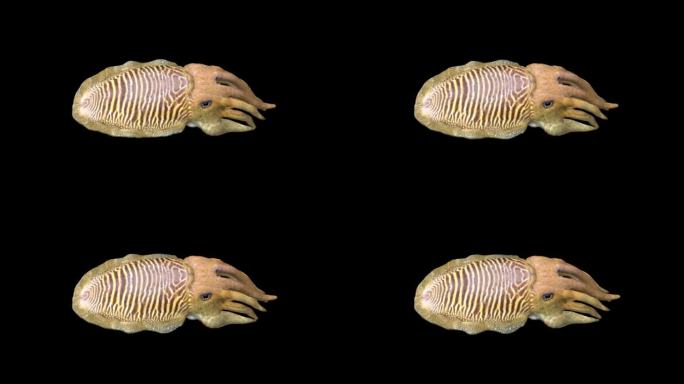 鱿鱼深海生物游泳动作带通道三维动画卡通