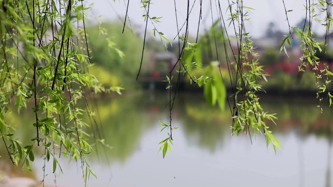 惊蛰 雨水 二十四节气