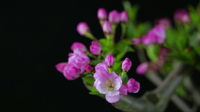 春日花卉粉色垂丝海棠延时摄影