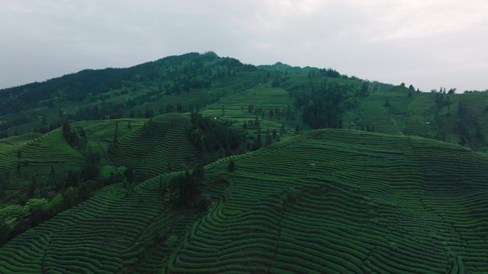 四川高山茶场航拍自然风景