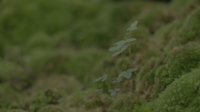 微距拍苔藓