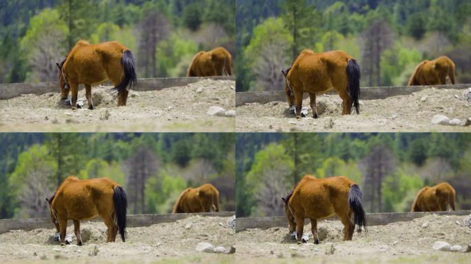 马儿黄泥巴里找吃的 动物生存环境恶劣