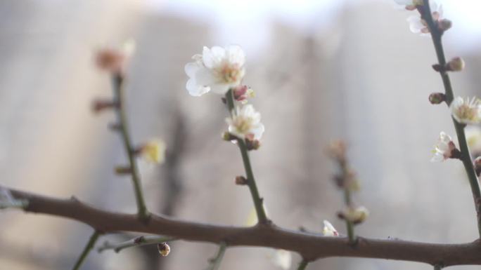 春暖花开  桃花  开花 蜜蜂