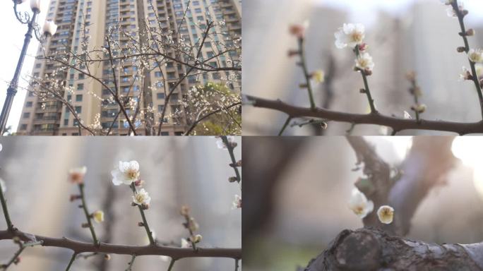 春暖花开  桃花  开花 蜜蜂