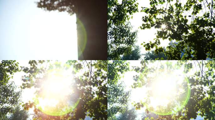 光晕，夏天，太阳光，太阳光晕，光圈，树干