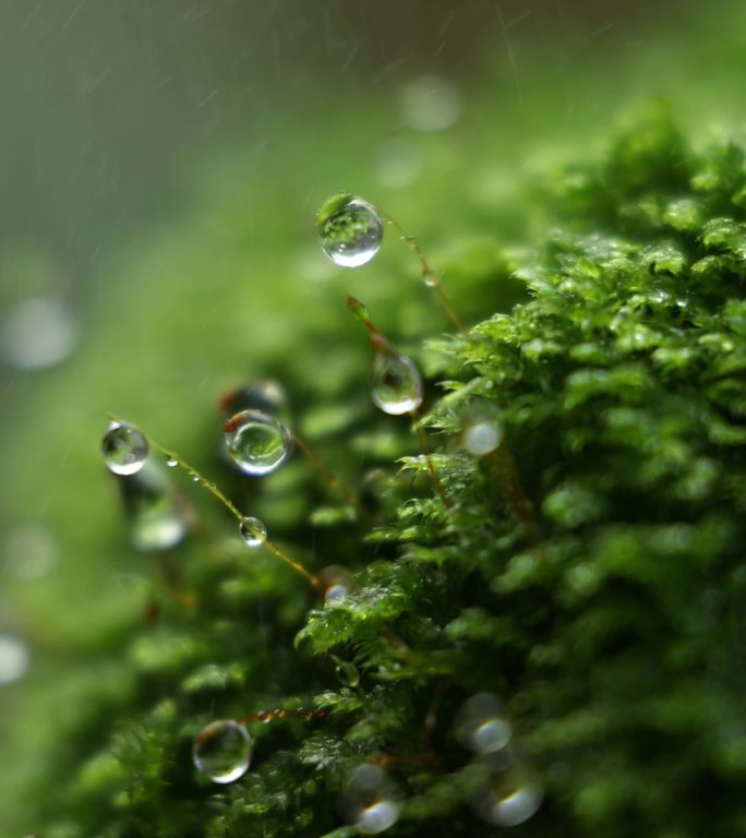 苔藓雨滴