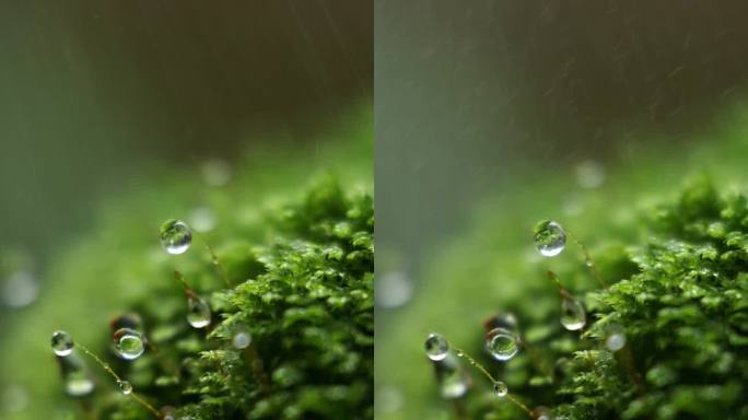 苔藓雨滴