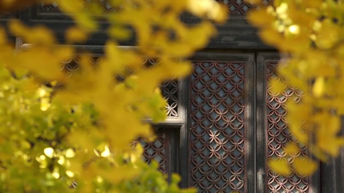 北京秋天 西山大觉寺 千年银杏