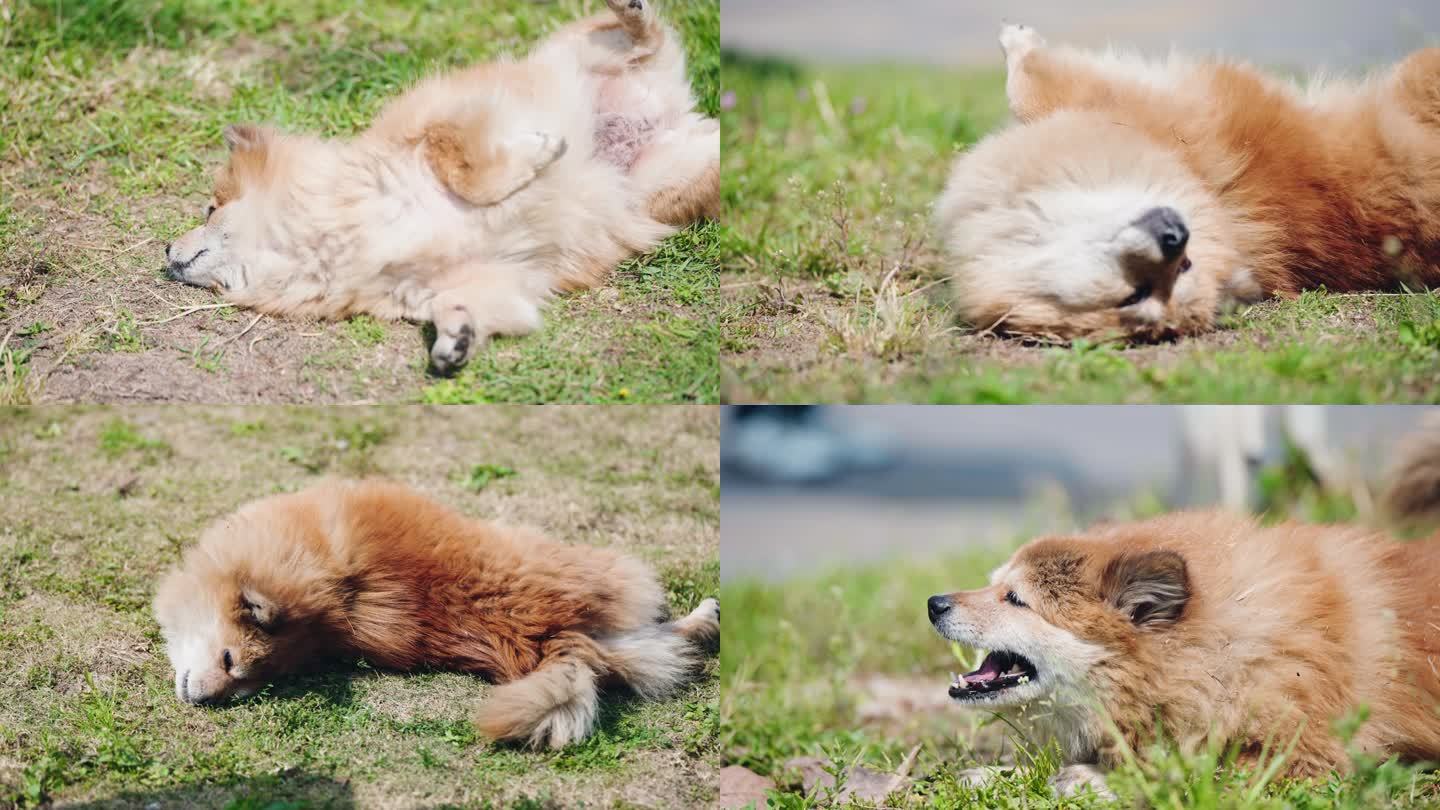 一只小狗开心的在草地上打滚晒太阳
