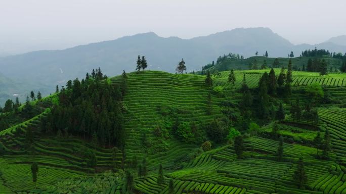 春天绿油油茶山航拍风景