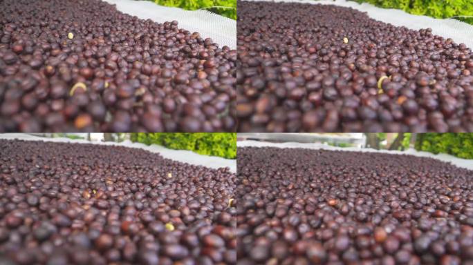 晒咖啡豆