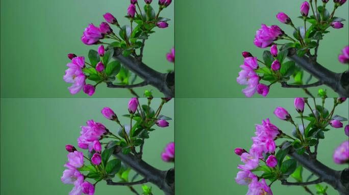 春日花卉粉色垂丝海棠延时摄影