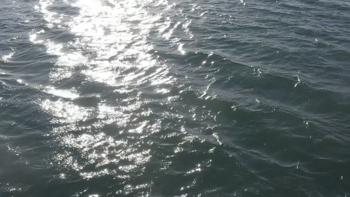 夕阳逆光海鸥