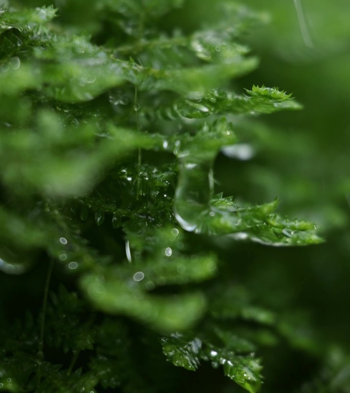 苔藓雨滴