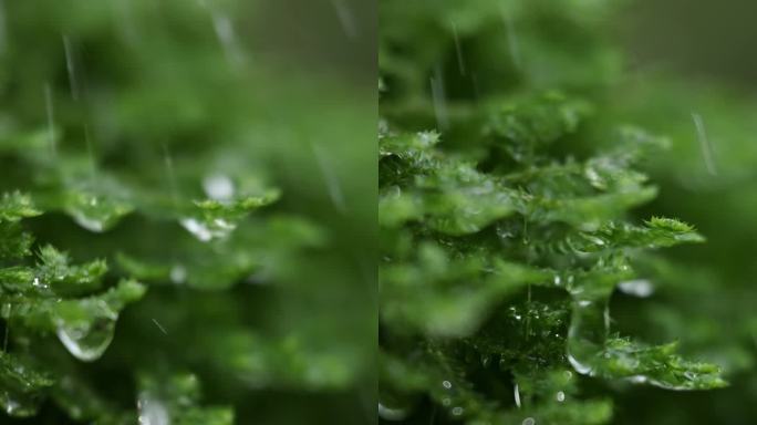 苔藓雨滴
