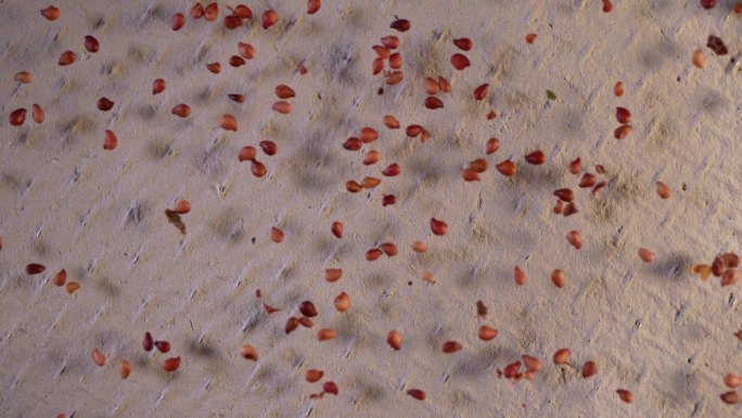 镜头合集四季草莓红草莓种子蔬菜种子(1)