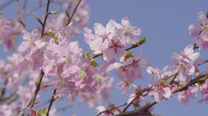 春分樱花盛开