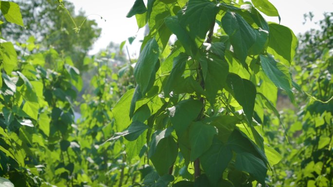 豆角菜园  蔬菜种植