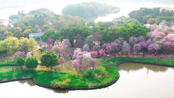 海珠湿地公园 紫荆花 航拍 花城广州