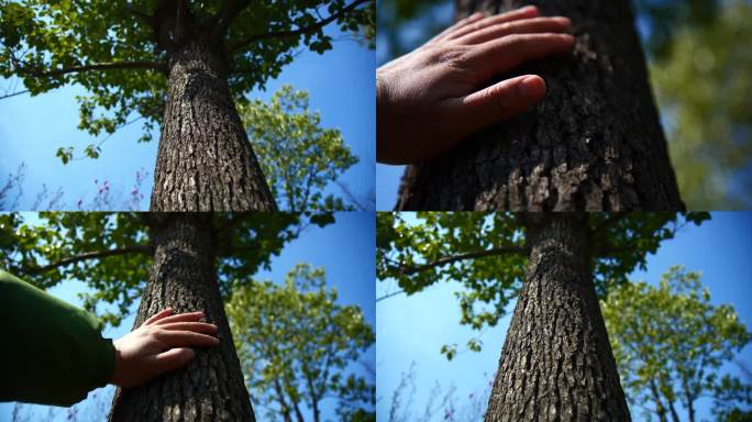 大树，自然，触摸自然，树干，感悟生命