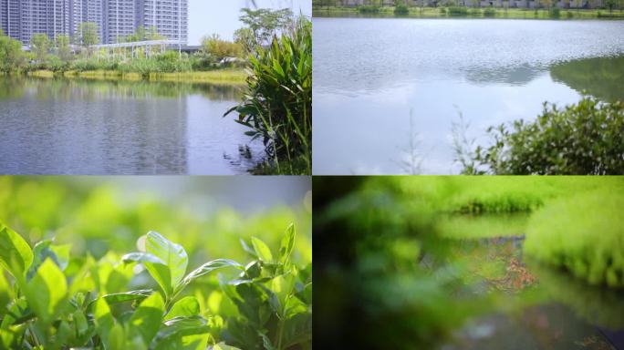 植物 阳光 花 唯美 清新 水