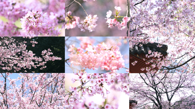 春天粉色唯美樱花
