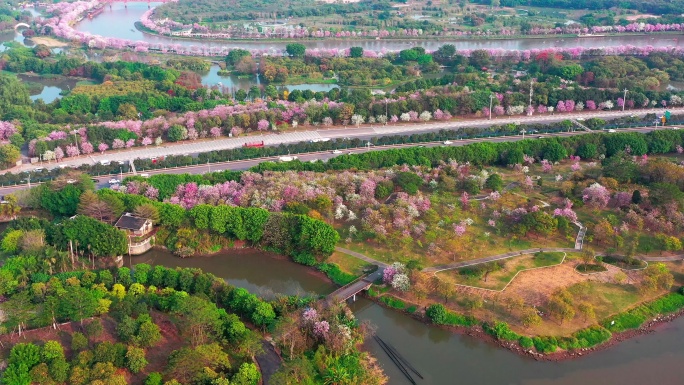 海珠湿地公园 紫荆花 航拍 花城广州
