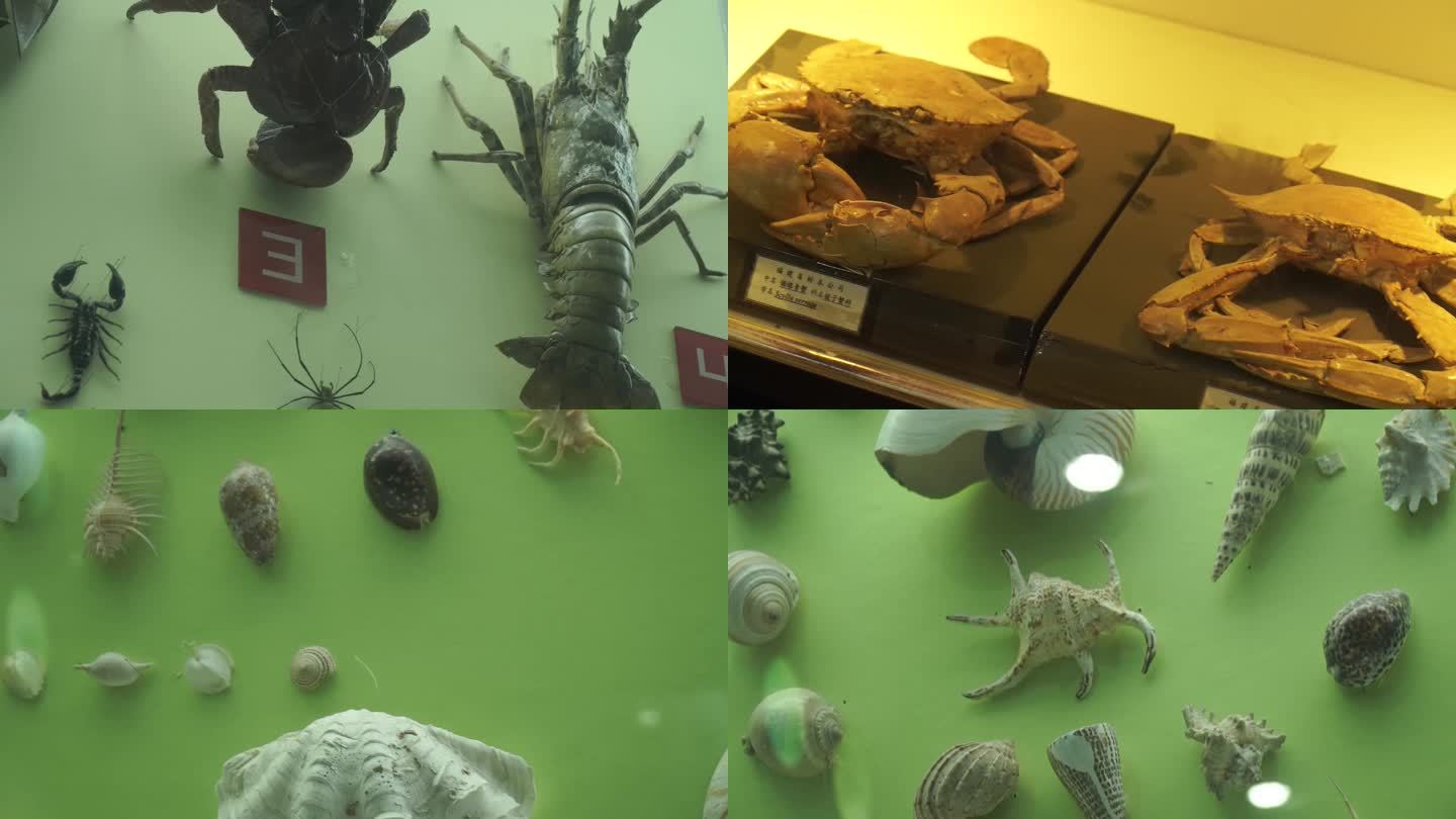 镜头合集深海动物海洋生物水产海螺(1)