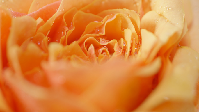 水珠玫瑰花特写近景旋转慢镜头