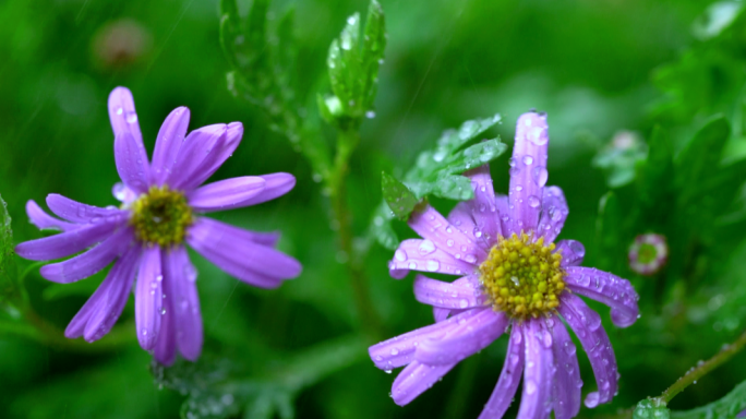 春天下雨雨中植物唯美空镜