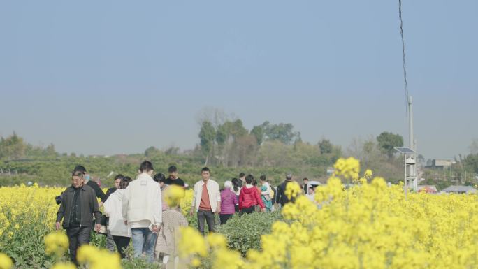 3月赏油菜花【侵权必究】