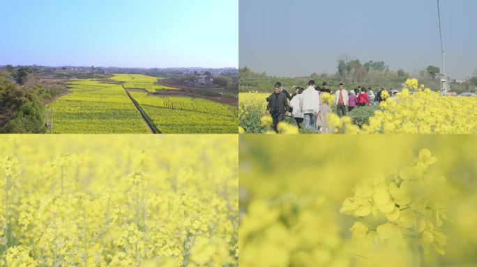 3月赏油菜花【侵权必究】