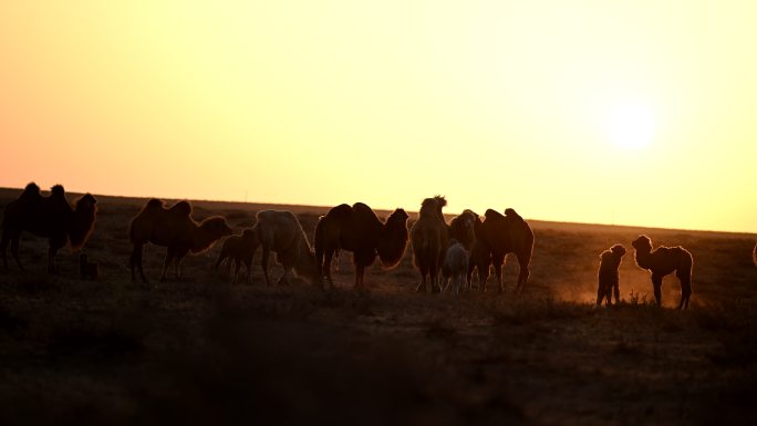 自然景色 骆驼日出 天然草原畜牧业