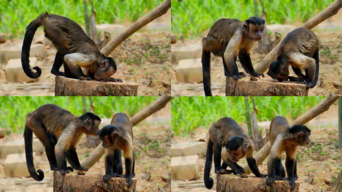 动物园猴子 黑帽悬猴 国字脸猴子