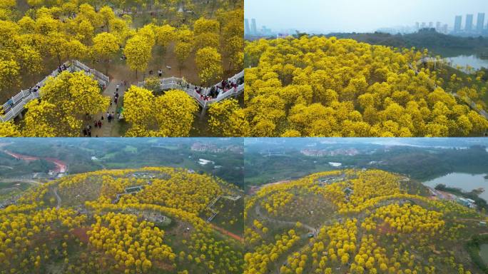 山坡满山黄花风铃木 树林 森林