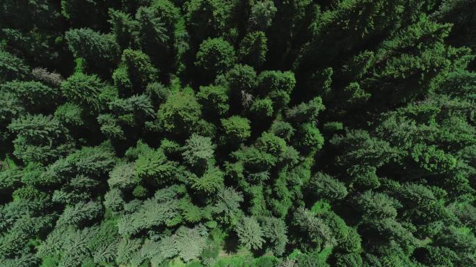 森林树林航拍