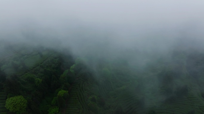 四川高山云雾茶园航拍素材