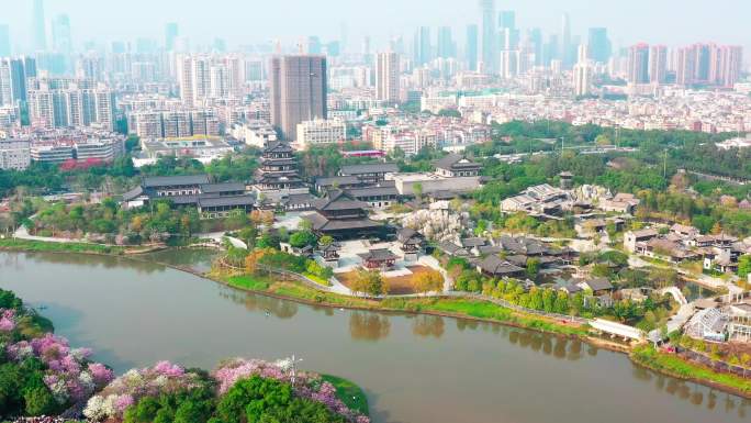 海珠湿地公园 紫荆花 航拍 花城广州