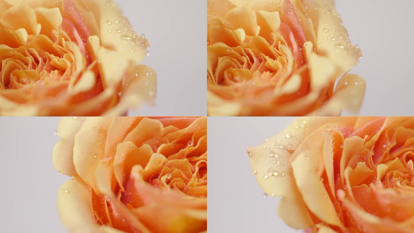 凝固水珠的玫瑰花字幕展示旁边留空可打字幕
