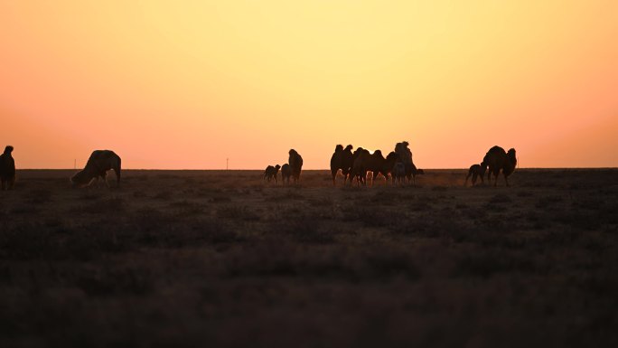 天边落日 骆驼日出 天然草原畜牧业 骆驼